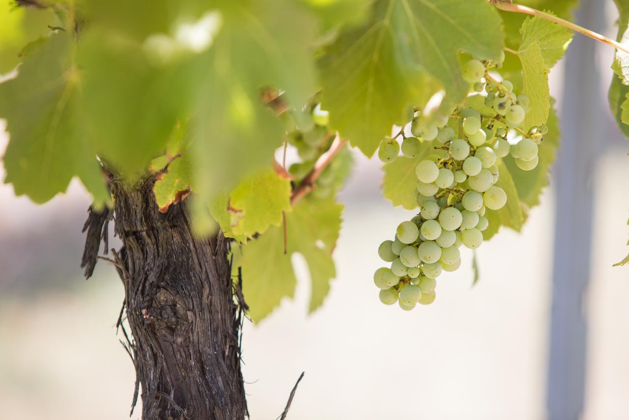 Petersons Armidale Winery And Guesthouse Eksteriør bilde